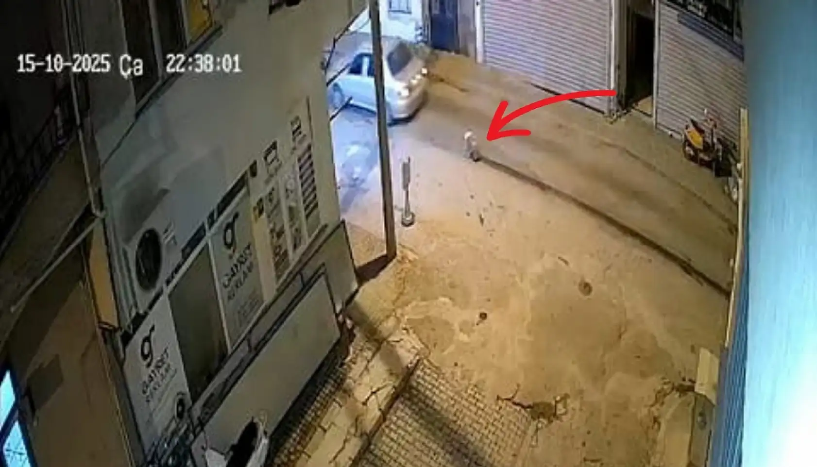 Milas'ta Oklu Kirpinin Ölümü Yürek Burktu