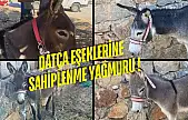 Bayıltılıp Kamyona Yüklendiler: Datça Eşekleri Türkiye'nin Gündeminde