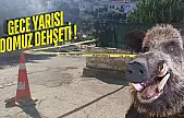 Güllük'te Domuz Saldırısı: 20 Yaşındaki Genç Kız Beton Zemine Çakılarak Ağır Yaralandı