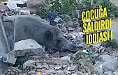 Güllük'te Domuza Ateş Açıldı, Saatlerce Can Çekişti