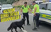 Milas Bodrum karayolunda kazayı izlemeye gelen köpeği ezilmekten polis kurtardı