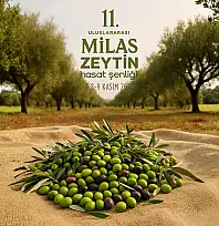 11. Uluslararası Milas Zeytin Hasat Şenliği başlıyor: Zeytinin başkentinden üç gün sürecek kutlama