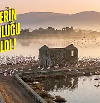 Flamingolar Tuzla Sulak Alanına Göç Etmeye Başladı