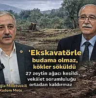 Kadem Mete: 'Vekâlet sorumluluğu kaldırmaz, 27 zeytin ağacı kesildi'