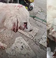 Milas Damliboğaz Mahallesi'nde bir köpek tüfekle vuruldu durumu kritik