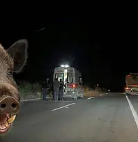 Milas'ta Yaban Domuzu Kazaya Neden Oldu: İki Yaralı