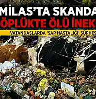 Milas'ta Korkunç Manzara: Çöplerin Arasından Ölü İnekler Çıktı!