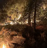 Milas'ta Orman Yangını Büyümeden Kontrol Altına Alındı