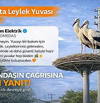 Milas'ta vatandaşın dikkati leylekleri evsiz kalmaktan kurtardı: Resmi açıklama geldi