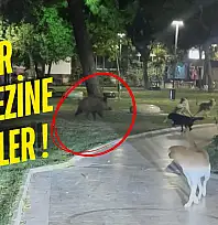 Milas'ta Yaban Domuzlarıyla Köpekler Arasında Kovalamaca