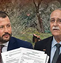 Milas'ta zeytin polemiği büyüyor: AK Parti'den 'aile boyu ruhsat' iddiası