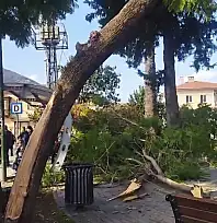 Son Dakika: Milas'ta Korku Dolu Anlar! Düşen Dallar Bebekli Anneleri Vurdu