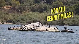Milas'ın Sulak Alanları: Doğa Tutkunlarının Cenneti