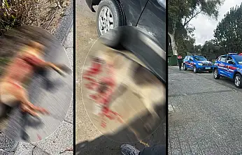 Güvercinlik'te iki köpek vurularak öldürüldü: Şüpheli gözaltında