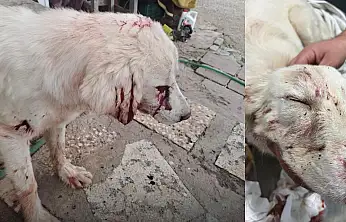 Milas Damliboğaz Mahallesi'nde bir köpek tüfekle vuruldu durumu kritik