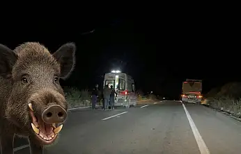 Milas'ta Yaban Domuzu Kazaya Neden Oldu: İki Yaralı