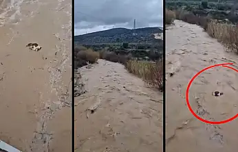 Milas'ın komşu ilçesi Yatağan'da acı manzara: İnek sel sularına kapılarak telef oldu