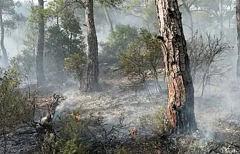 Milas Kırcağız Mahallesi Üst Kısımlarında Orman Yangını Başladı