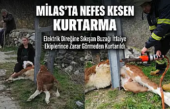 Milas'ta Elektrik Direğine Sıkışan Buzağı Kurtarıldı