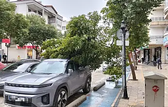 Milas'ta Fırtına Etkisini Gösterdi: Devrilen Ağaç Dalı Araca Zarar Verdi