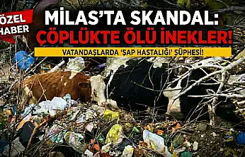 Milas'ta Korkunç Manzara: Çöplerin Arasından Ölü İnekler Çıktı!