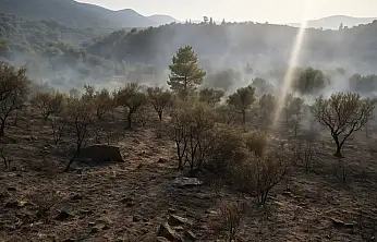 Milas'ta korkutan yangın: Zeytin ağaçları kül oldu