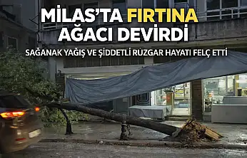 Milas'ta Şiddetli Fırtına Etkili Oldu: Cadde Üzerindeki Ağaç Kökünden Söküldü