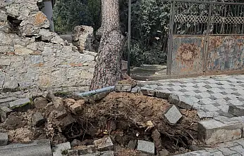 Milas'ta şiddetli rüzgar çam ağacını yıktı