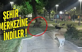 Milas'ta Yaban Domuzlarıyla Köpekler Arasında Kovalamaca
