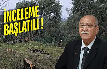 Milas'ta zeytin ağaçlarının kesildiği zeytinliğin CHP Milas İlçe Başkanı Ahmet Kılbey'e ait olduğu öğrenildi
