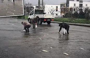 Mumcular'da yağış sonrası gölet taştı, balıklar yola çıktı
