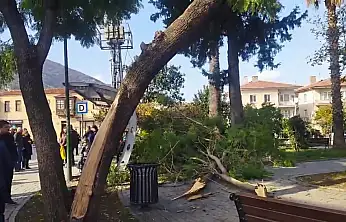 Son Dakika: Milas'ta Korku Dolu Anlar! Düşen Dallar Bebekli Anneleri Vurdu