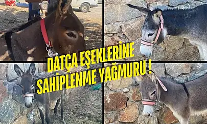 Bayıltılıp Kamyona Yüklendiler: Datça Eşekleri Türkiye'nin Gündeminde
