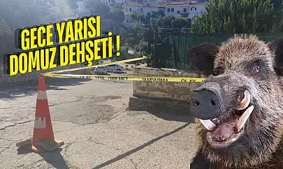 Güllük'te Domuz Saldırısı: 20 Yaşındaki Genç Kız Beton Zemine Çakılarak Ağır Yaralandı
