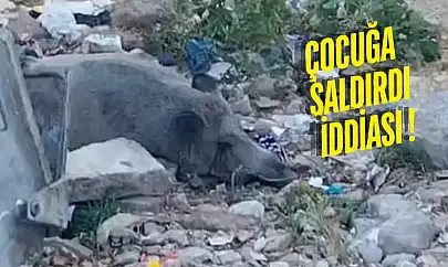 Güllük'te Domuza Ateş Açıldı, Saatlerce Can Çekişti