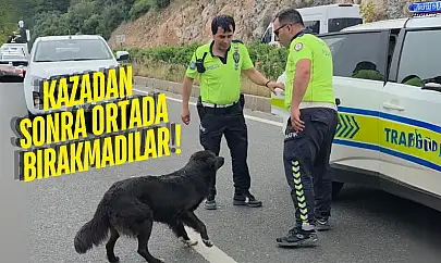 Milas Bodrum karayolunda kazayı izlemeye gelen köpeği ezilmekten polis kurtardı