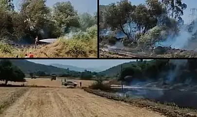 Milas'ta Otluk Alanda Başlayan Yangın Zeytinliğe Sıçradı