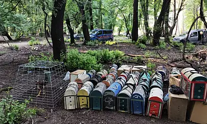 Muğla'da Hayvanları Koruma Derneği Başkanı Horoz Dövüşünden Suçüstü Yakalandı