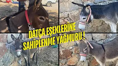 Bayıltılıp Kamyona Yüklendiler: Datça Eşekleri Türkiye'nin Gündeminde
