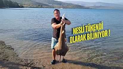 Güllük Körfezinde Biyolojik Mucize: Kemane Balığı Geri Döndü