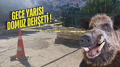 Güllük'te Domuz Saldırısı: 20 Yaşındaki Genç Kız Beton Zemine Çakılarak Ağır Yaralandı