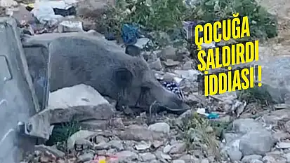 Güllük'te Domuza Ateş Açıldı, Saatlerce Can Çekişti