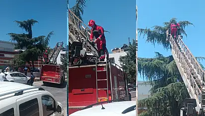 Milas'ta İtfaiyeden Kumru Kurtarma Operasyonu