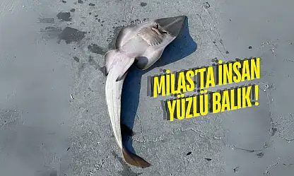 Güllük'te Balıkçının Ağına Nesli Tükenmekte Olan Balık Takıldı