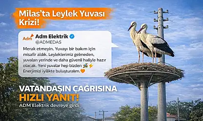 Milas'ta vatandaşın dikkati leylekleri evsiz kalmaktan kurtardı: Resmi açıklama geldi