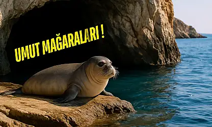 Nesli Tehlikede Olan Akdeniz Fokları Milas'ın Saklı Mağaralarında Yaşıyor