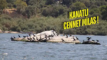 Milas'ın Sulak Alanları: Doğa Tutkunlarının Cenneti