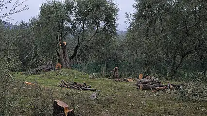 Milas'ta Akbelen tartışmaları sürerken Menteş'te zeytin ağaçlarının kesilmesi gündem oldu