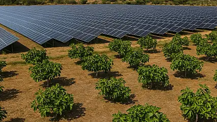 Milas'ta GES Projesi Tartışması: İncir Bahçeleri Tehlikede