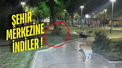 Milas'ta Yaban Domuzlarıyla Köpekler Arasında Kovalamaca